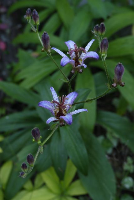 クリロの植え替え頑張ってます。