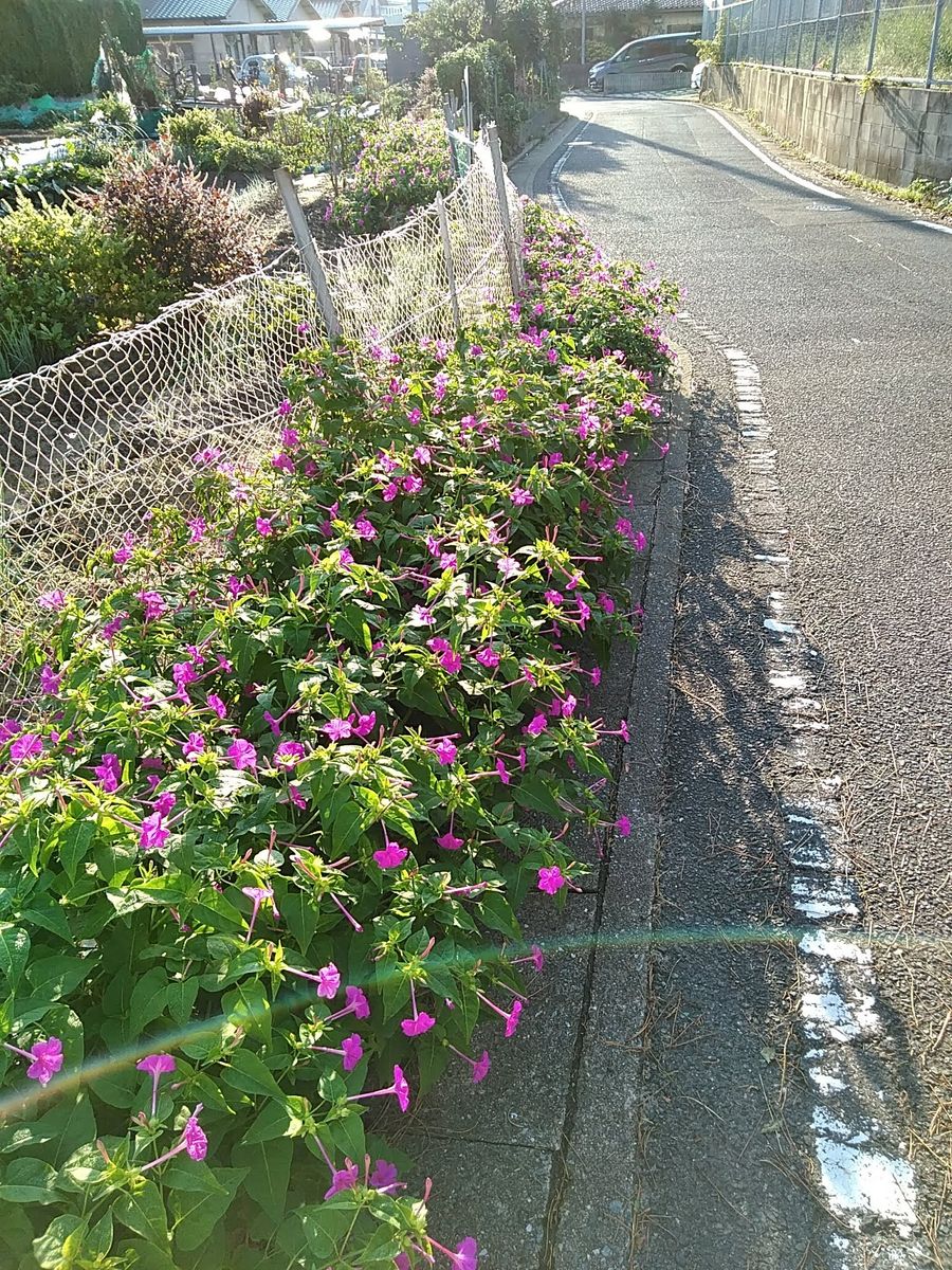 メキシコ花ヤナギと葉牡丹。