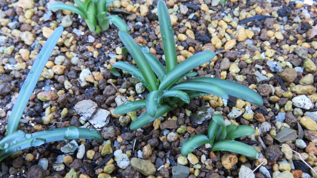 鉢植えから花壇へ～😊～