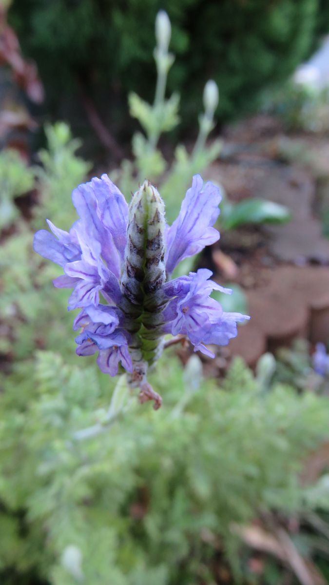 鉢植えから花壇へ～😊～