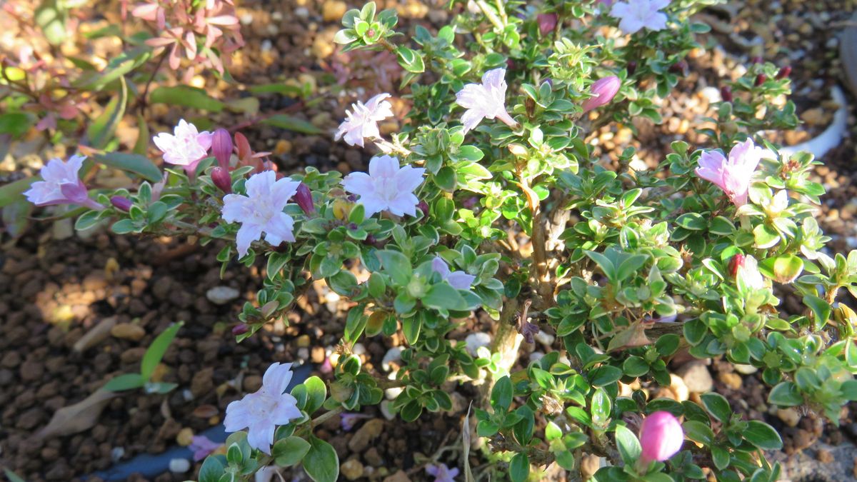 鉢植えから花壇へ～😊～