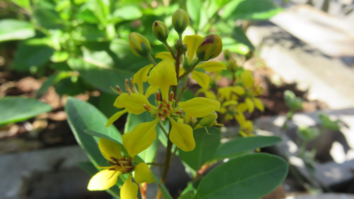 鉢植えから花壇へ～😊～その２