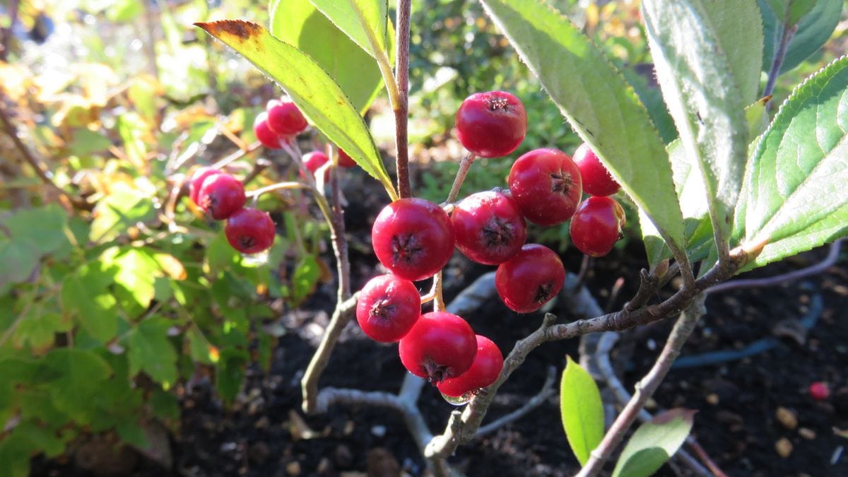 鉢植えから花壇へ～😊～その２