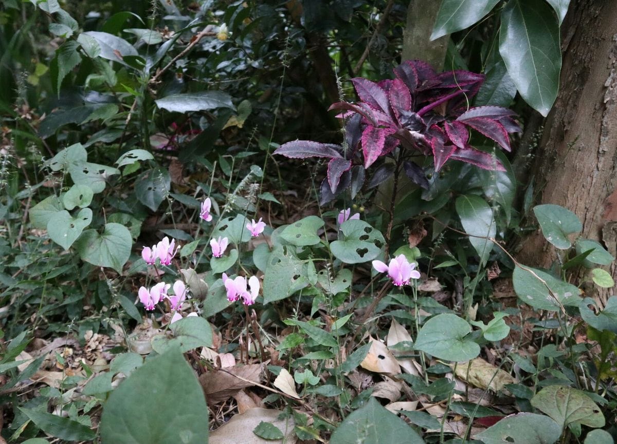 庭の植物