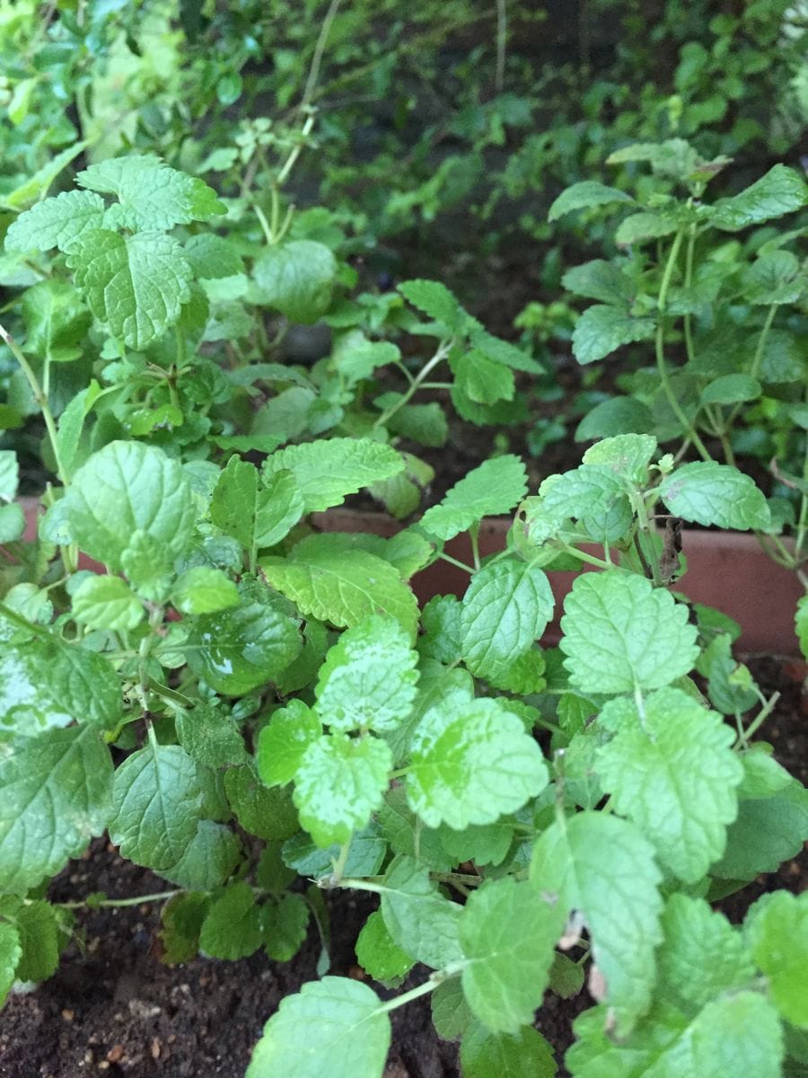 植え替え日和でした🌱