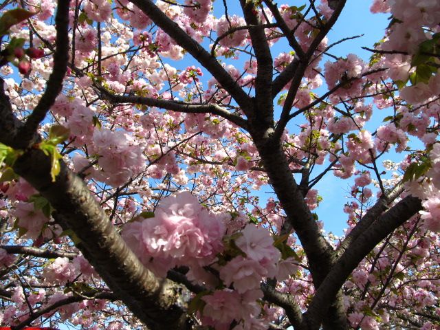 桜の通り抜け③