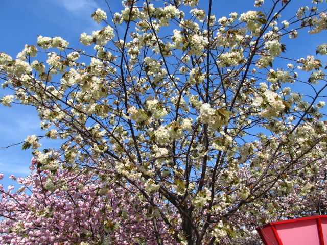 桜の通り抜け③