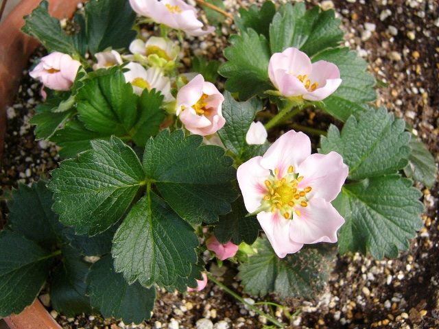 花が咲き始めた四季なりイチゴ