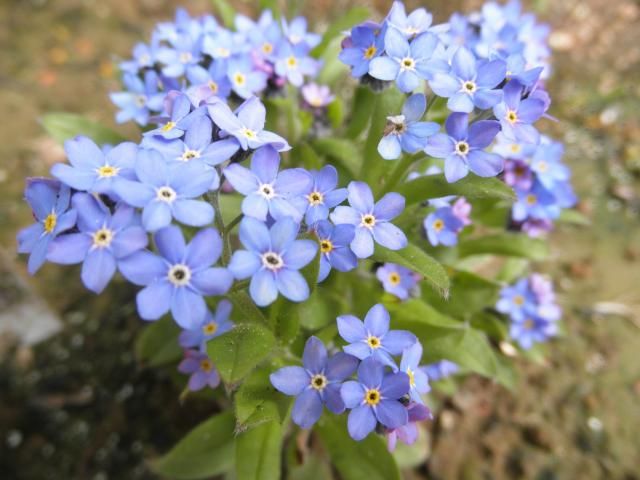 ミニバラ＆ブルーの花～♪