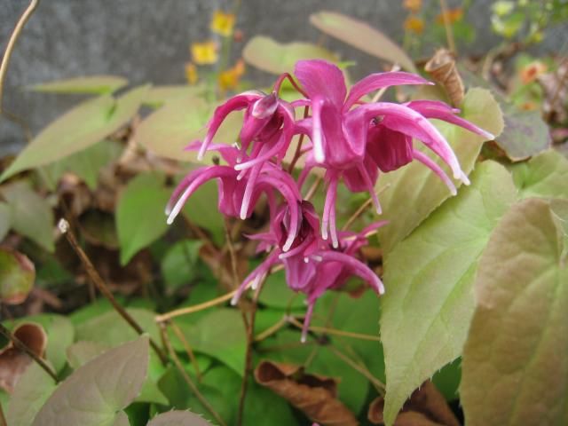 ご近所さんのお花　名前教えてください