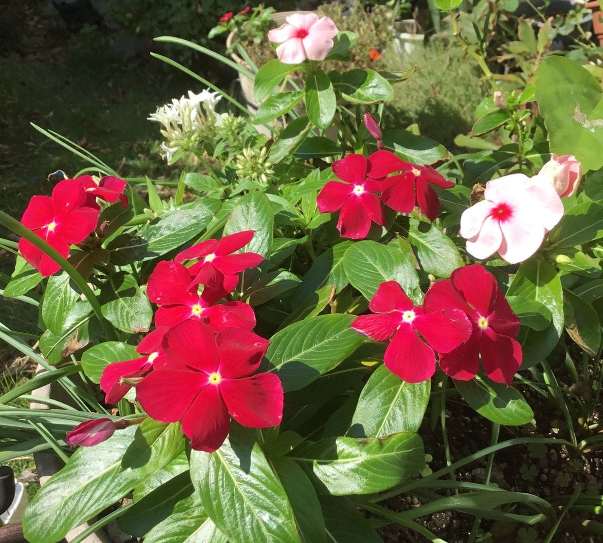 今日の赤い花🌹