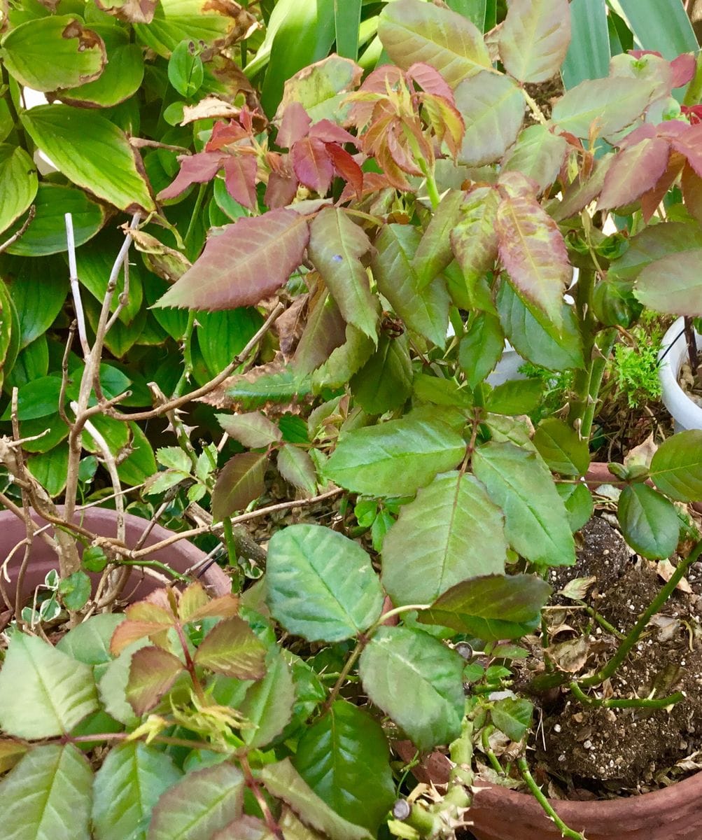 フリージア🌹潮風の後の新芽に蕾が