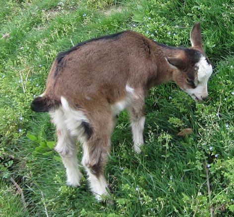 動物公園　④