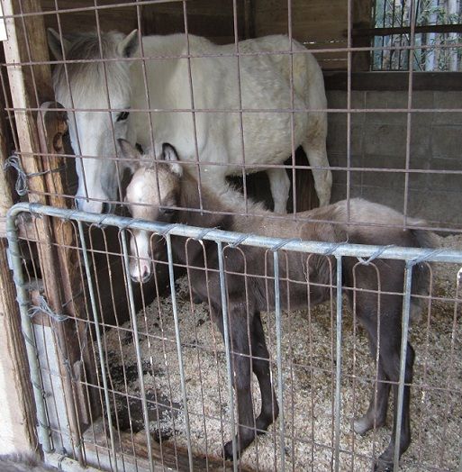 動物公園　④