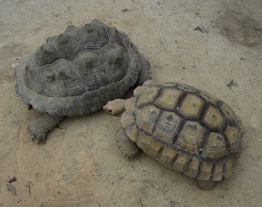 動物公園　④