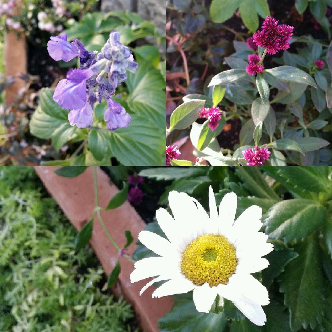 🌼花壇3号地住人、不安と喜びの声