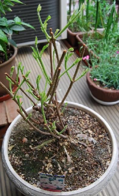 玄関を飾るマンデビラの芽吹き