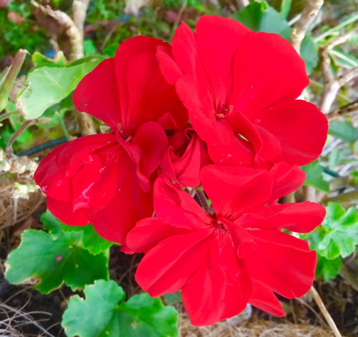 今日の朝の花追加💐