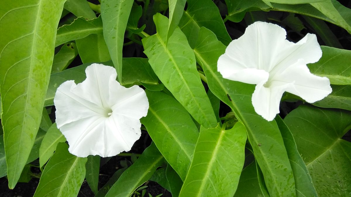 空芯菜の花とハイビスカス