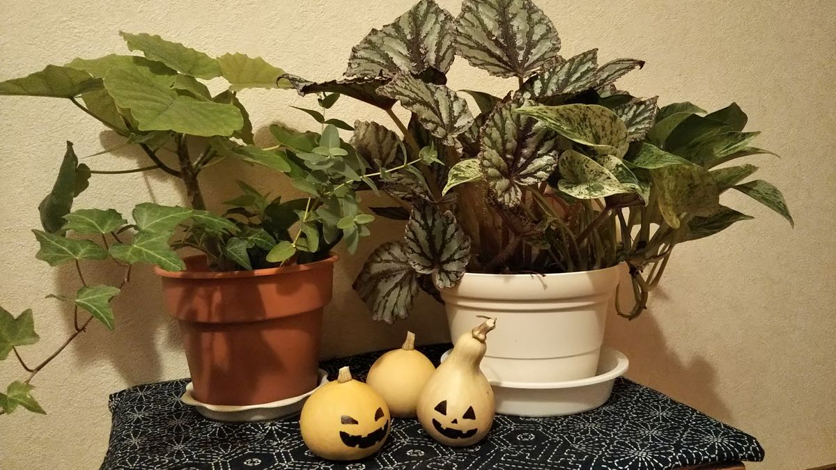 ハロウィンっぽく🎃