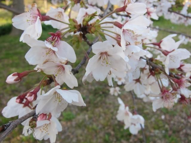 ２日連続の花見