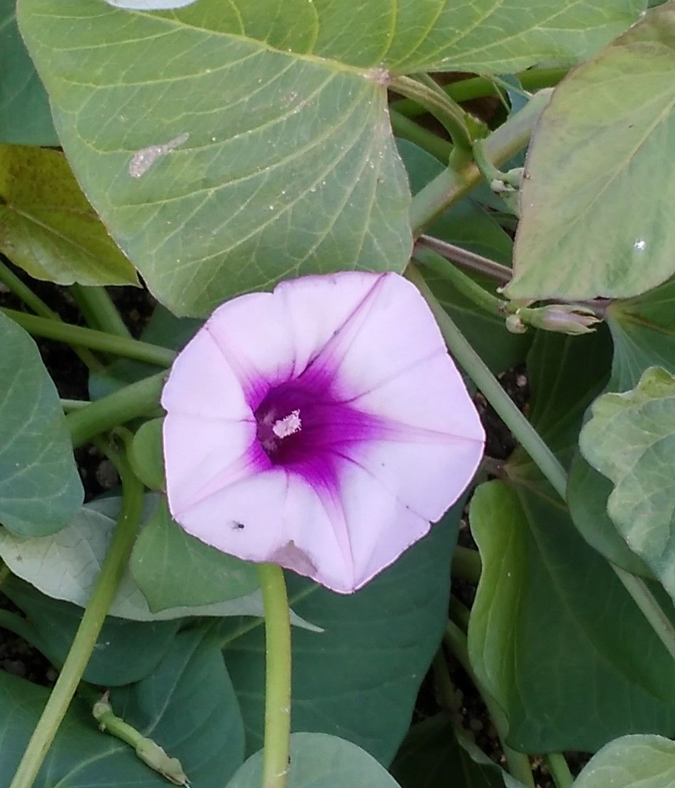 サツマイモの花