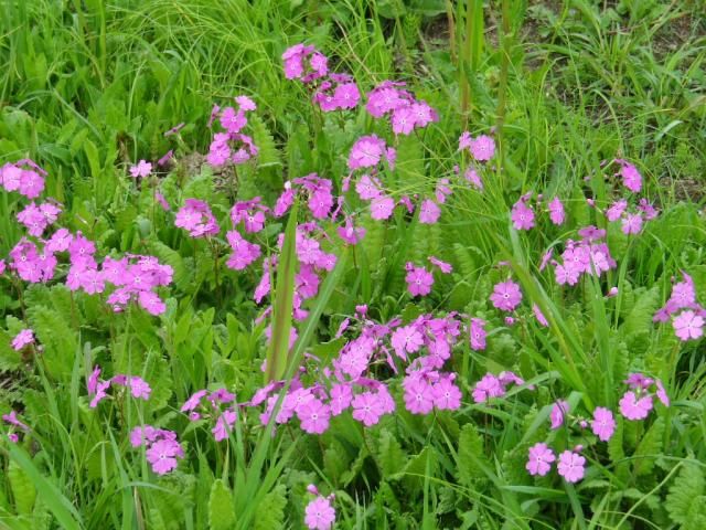 田島ヶ原の桜草その１