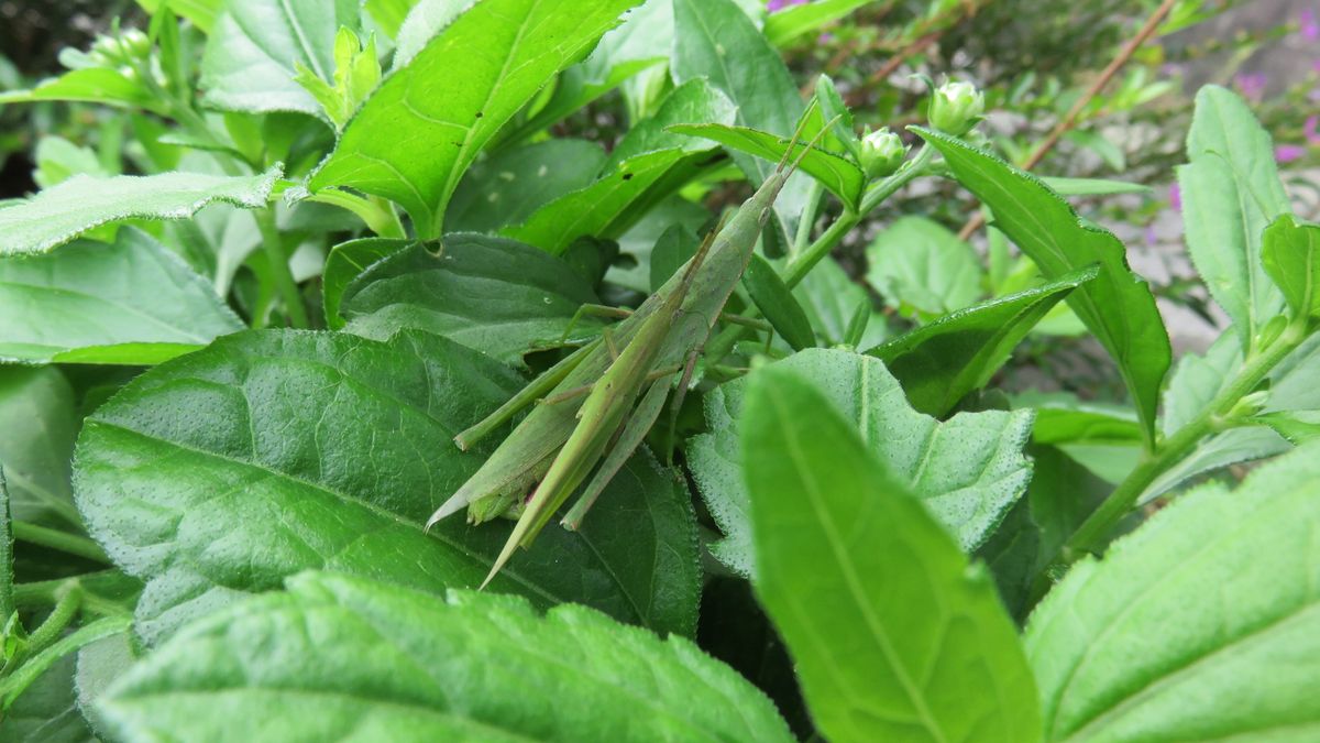 花と昆虫