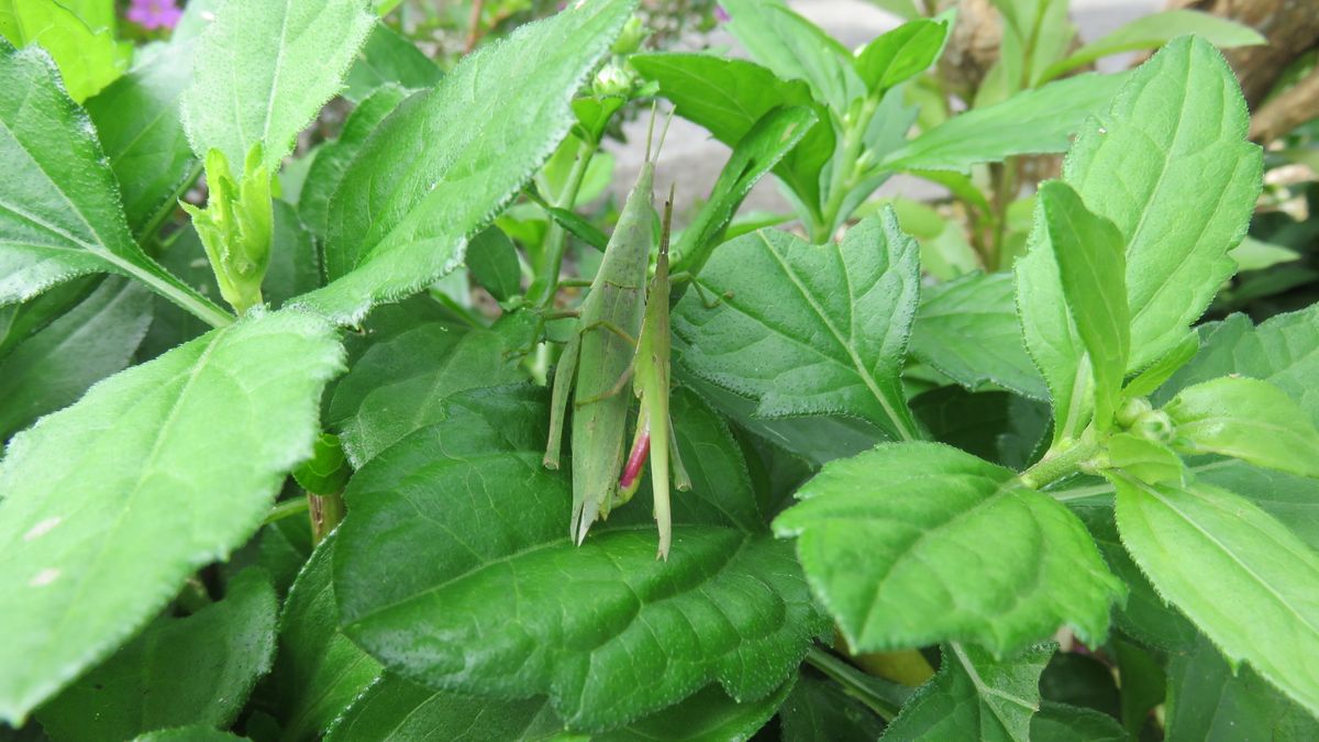 花と昆虫