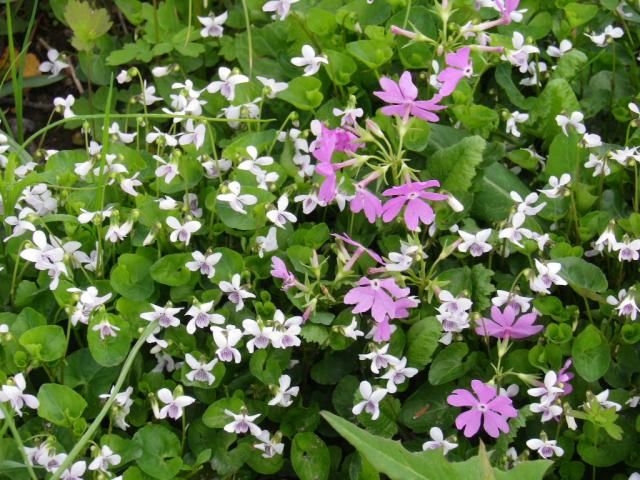 田島ヶ原の桜草その２