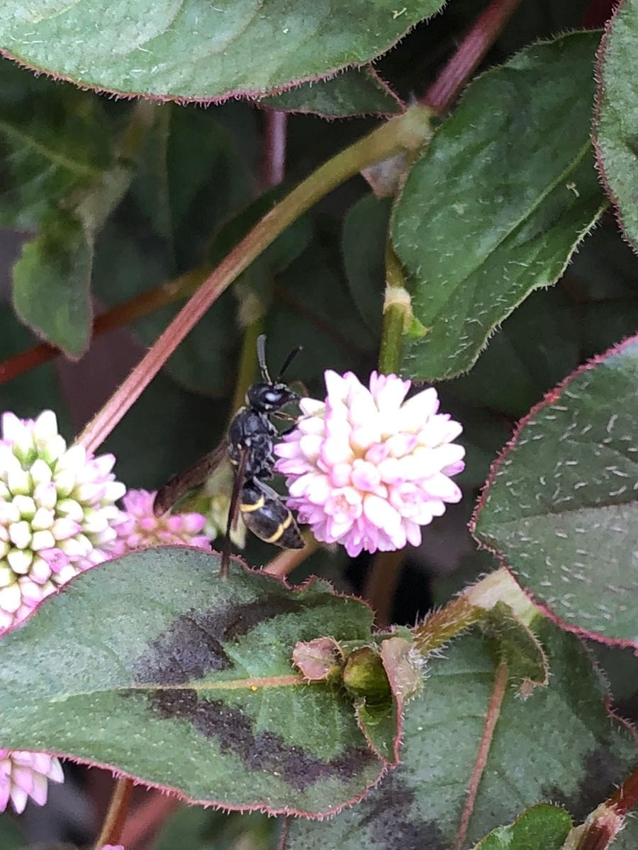 今日のお客様〜🦋