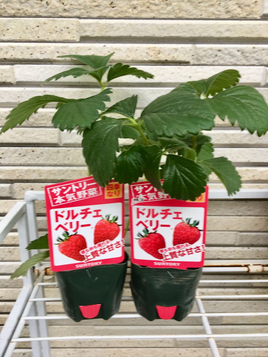 イチゴ🍓の苗を買いました。