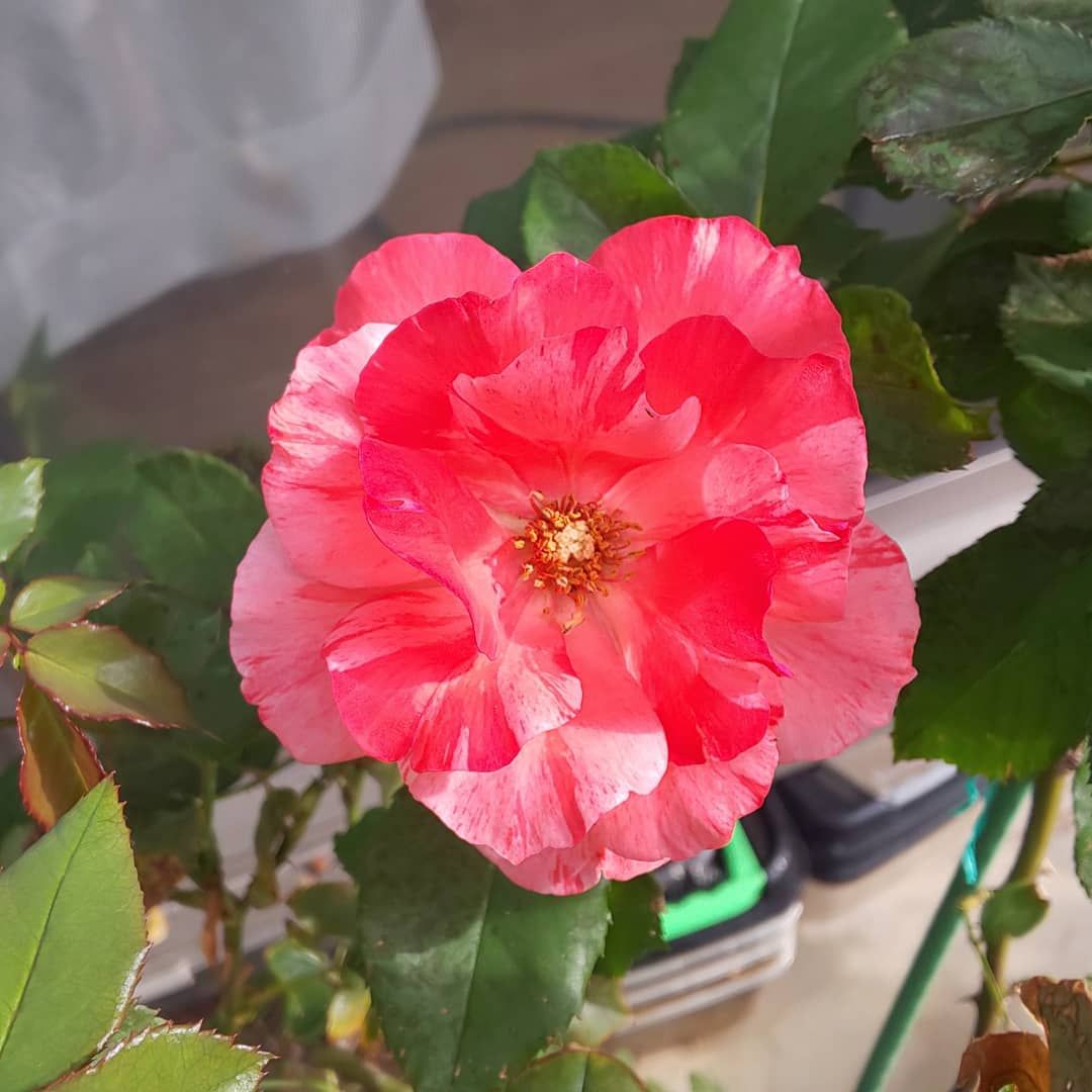 山茶花と秋薔薇