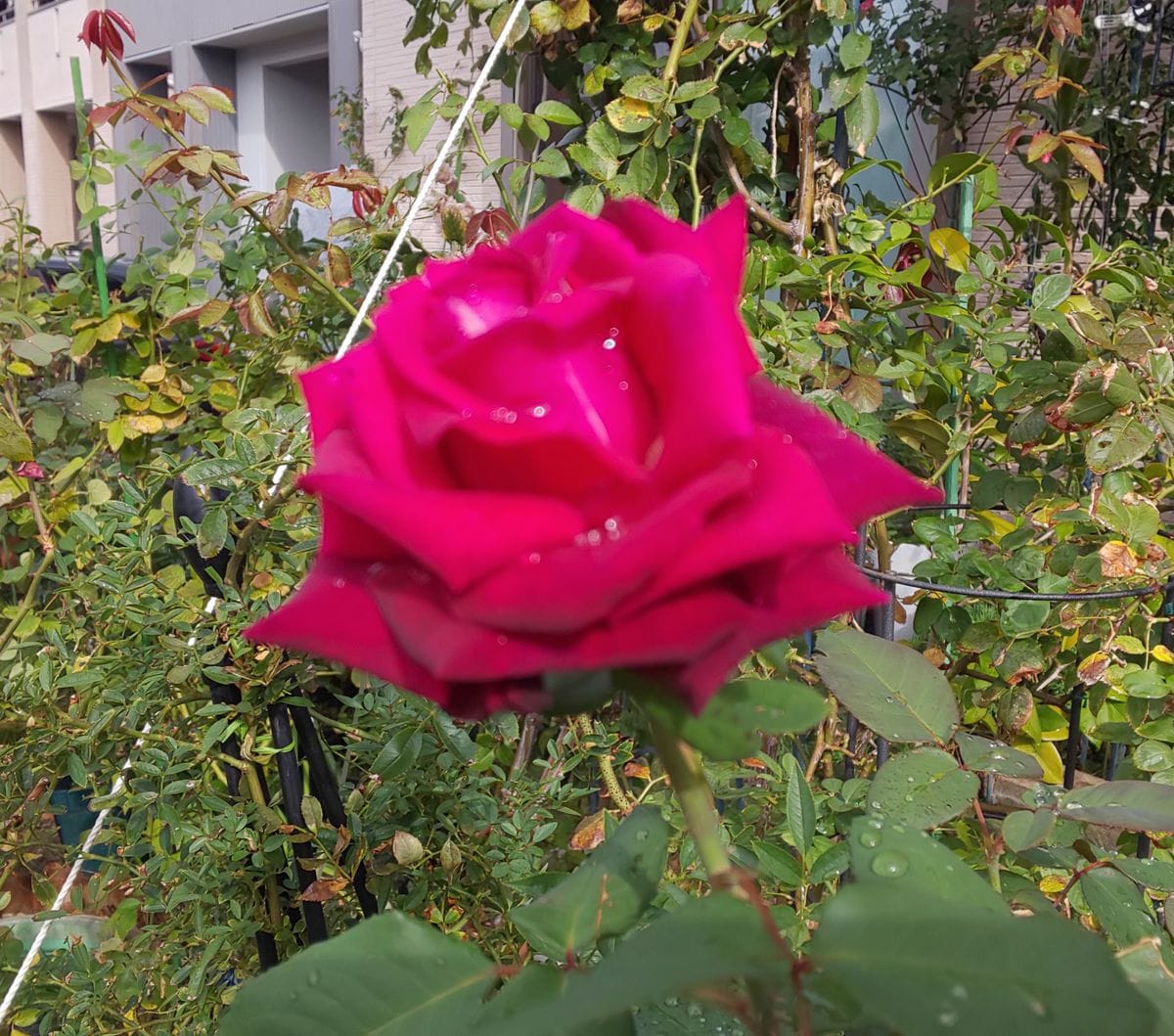 山茶花と秋薔薇