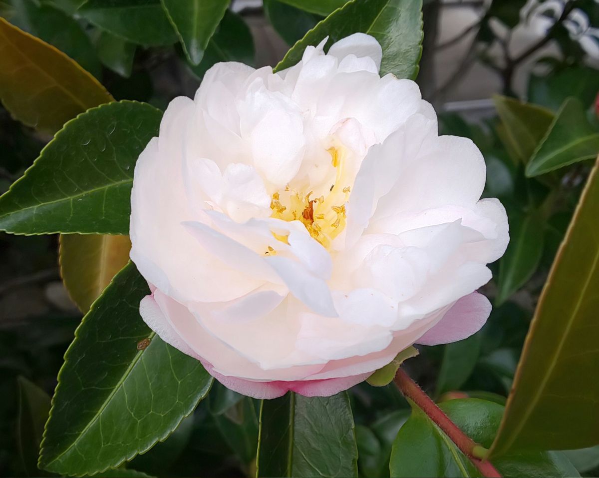 山茶花と秋薔薇