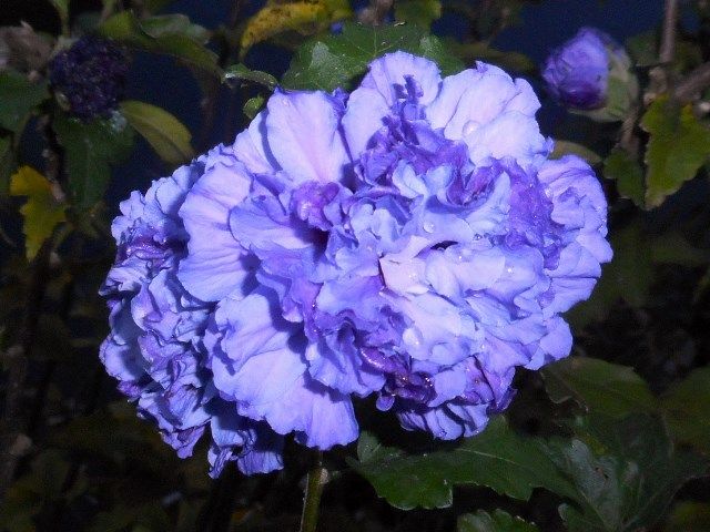 今朝の庭より･･･紫玉