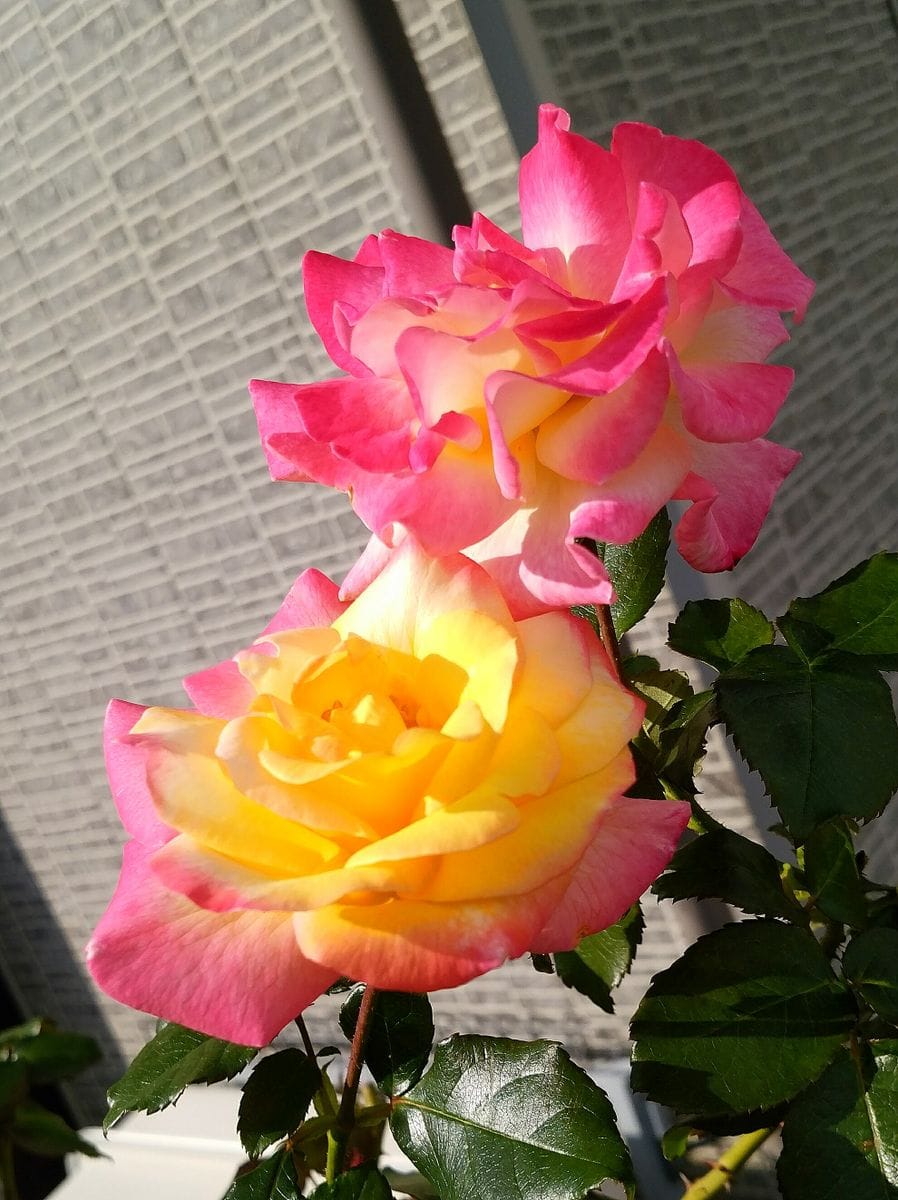 🌹七色の花が咲く薔薇🌹なのだァ～！前編