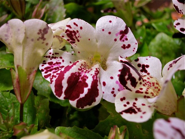 Mimulus F1 Magic White with Blotch