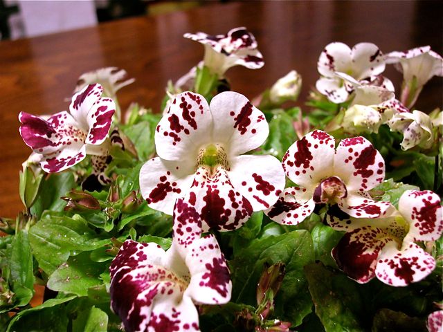 Mimulus F1 Magic White with Blotch