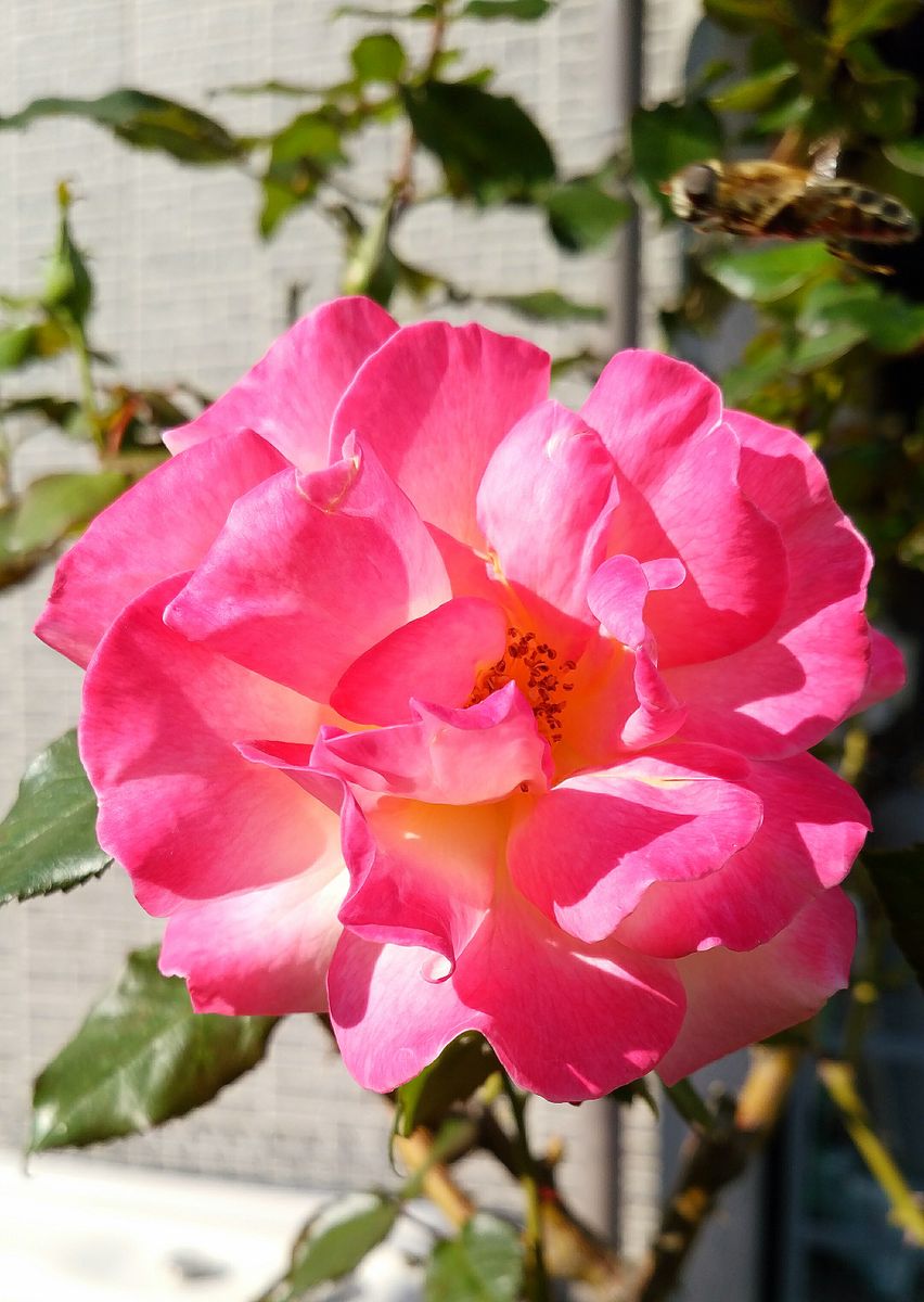 🌹七色の花が咲く薔薇🌹なのだァ～！後編