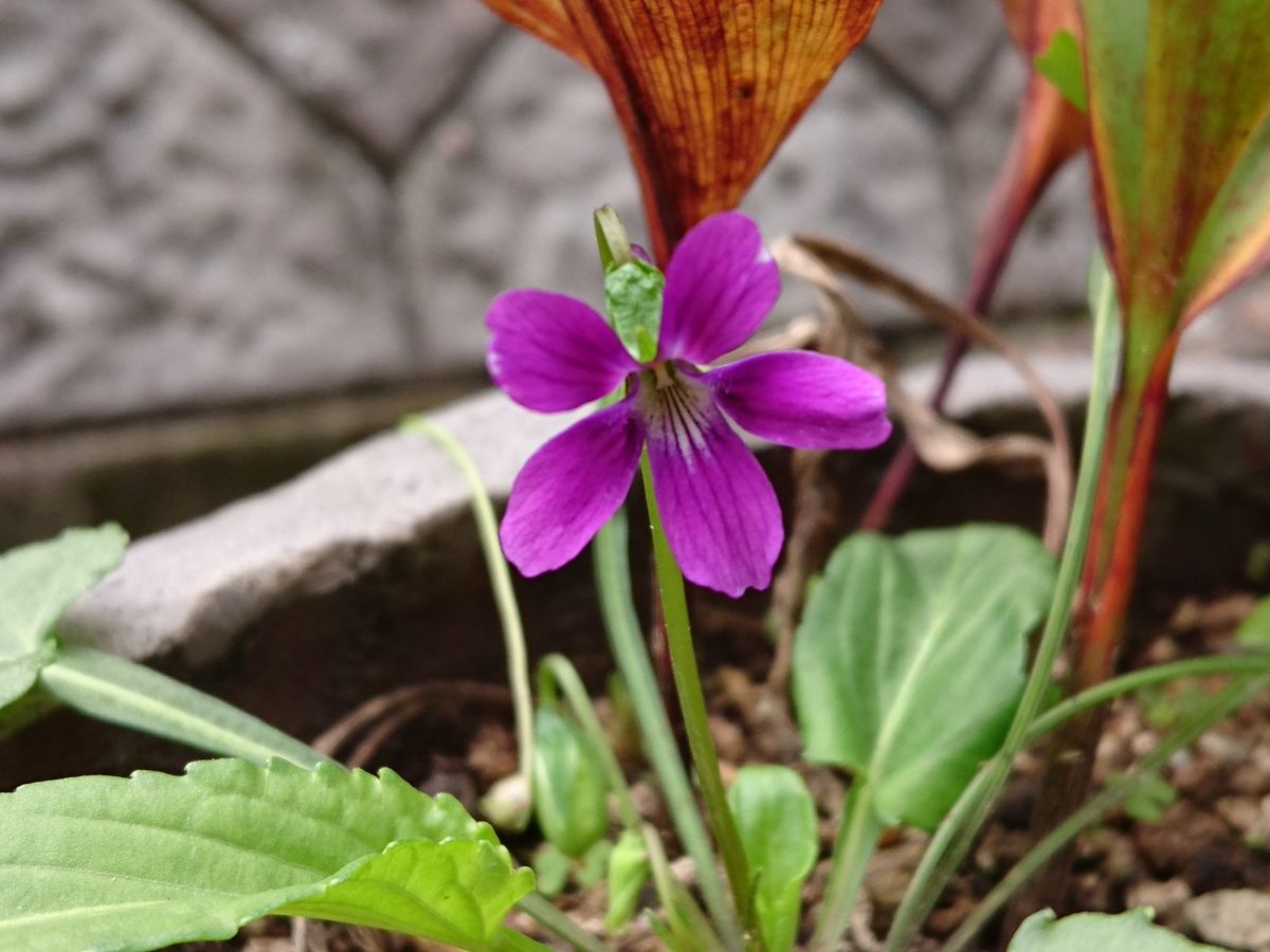 季節外れの花