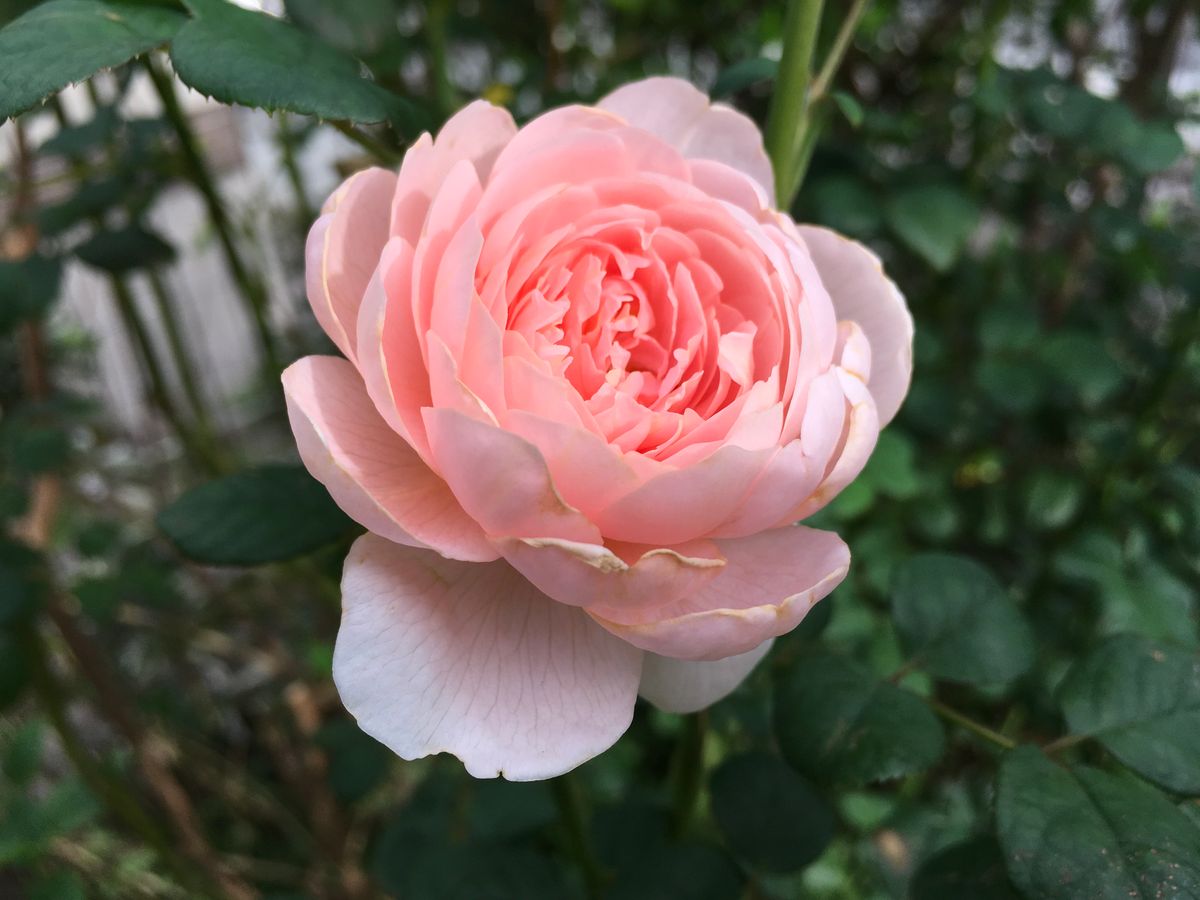 今日の秋バラ🌹