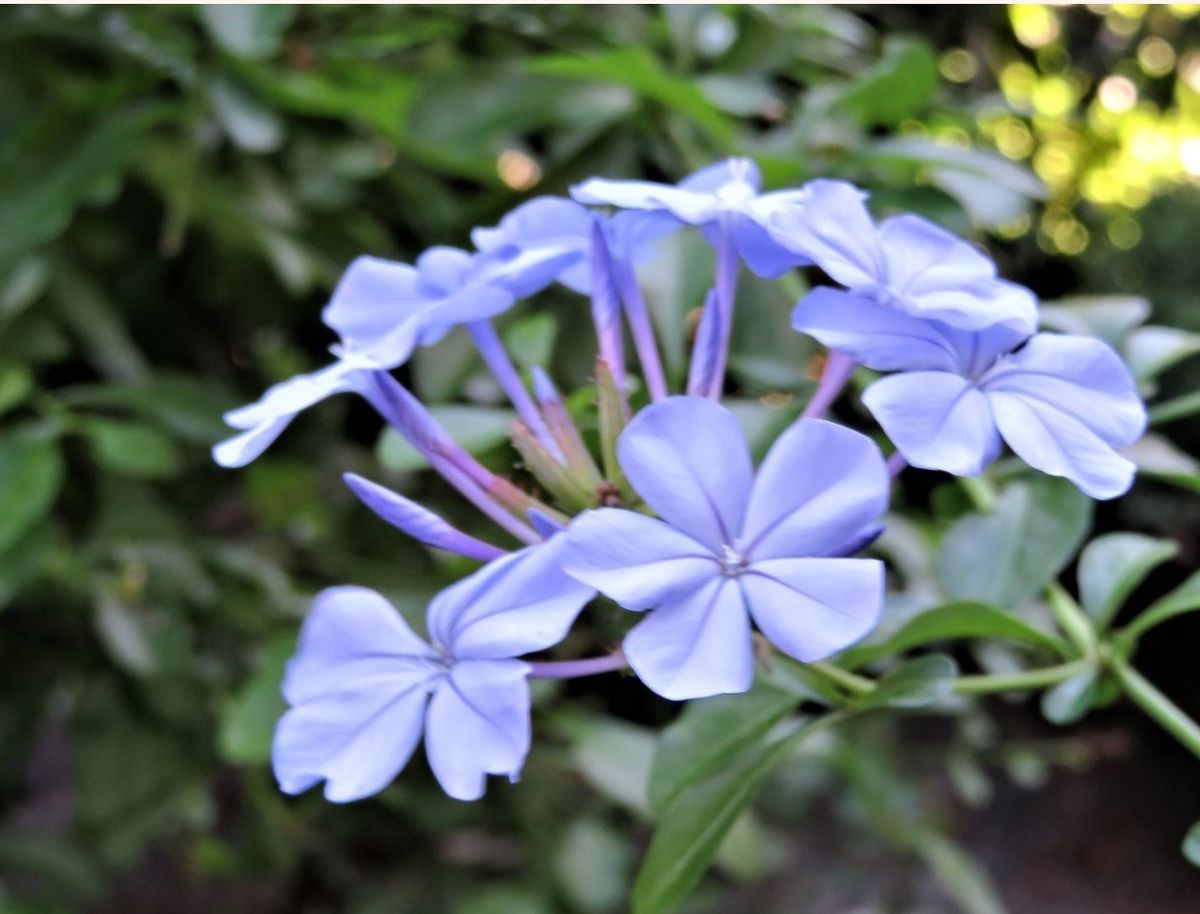 🌻今日の花たち🌻その14