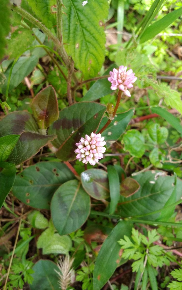 今日の花