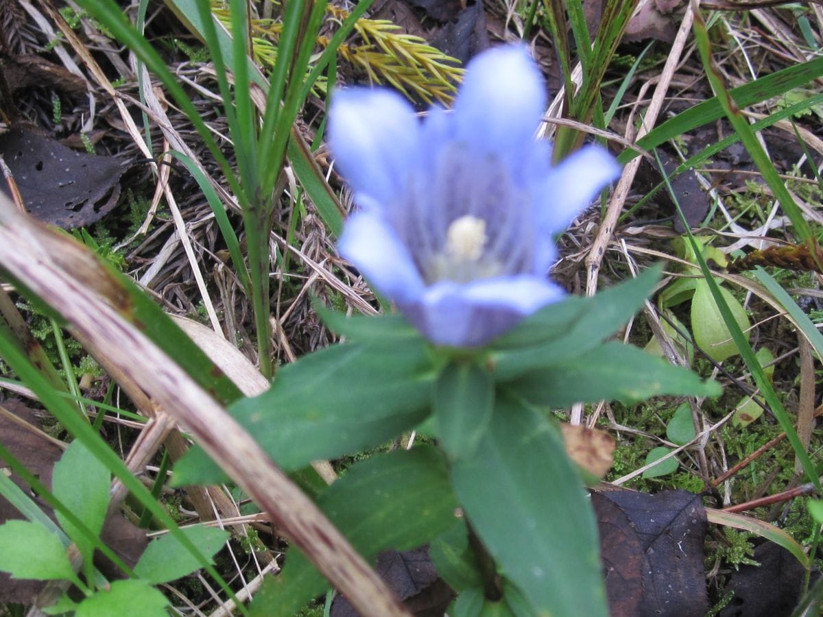 山野草元気でした。