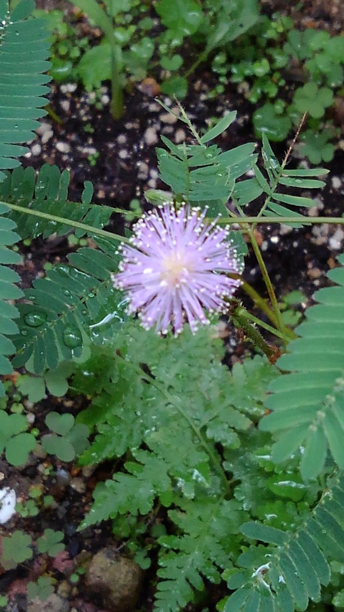 ☆おじぎ草のお花☆