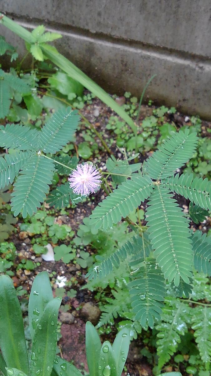 ☆おじぎ草のお花☆