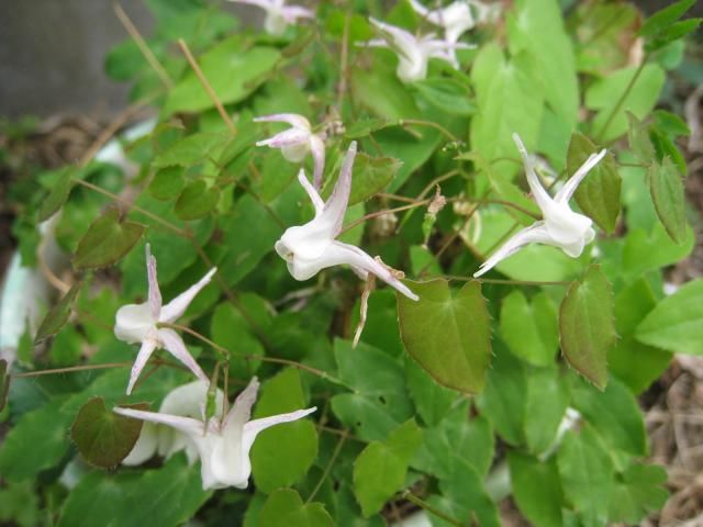 ご近所さんのお花　名前教えてください　２