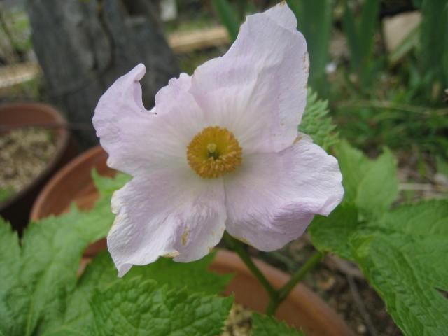 ご近所さんのお花　名前教えてください　２