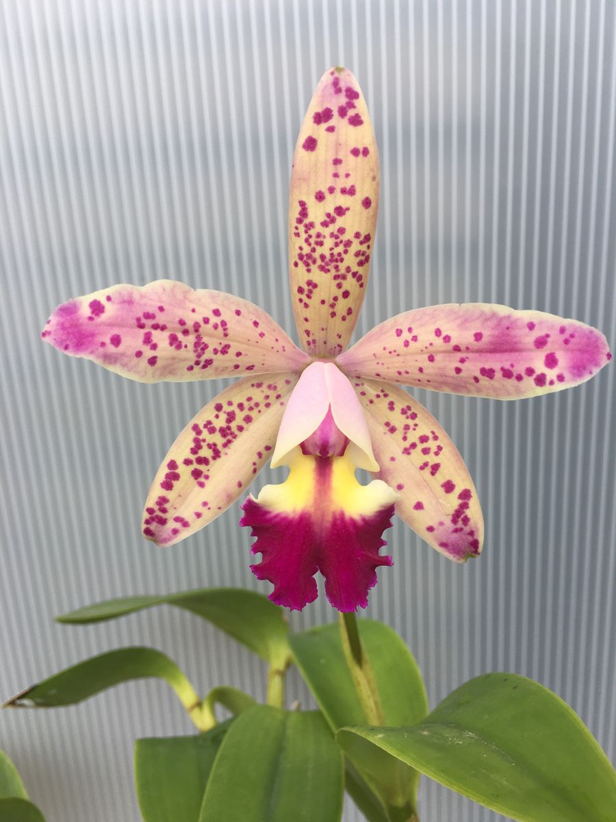 C.Tropical Pointer‘Cheetar’